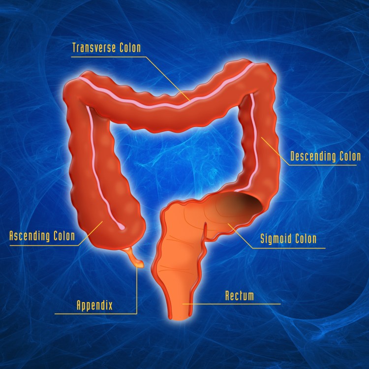 Intestinal