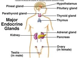 endocrine
