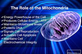 mitochondria