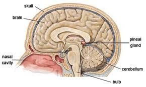 pineal gland