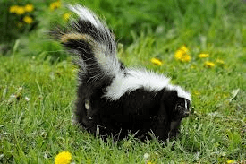 skunk